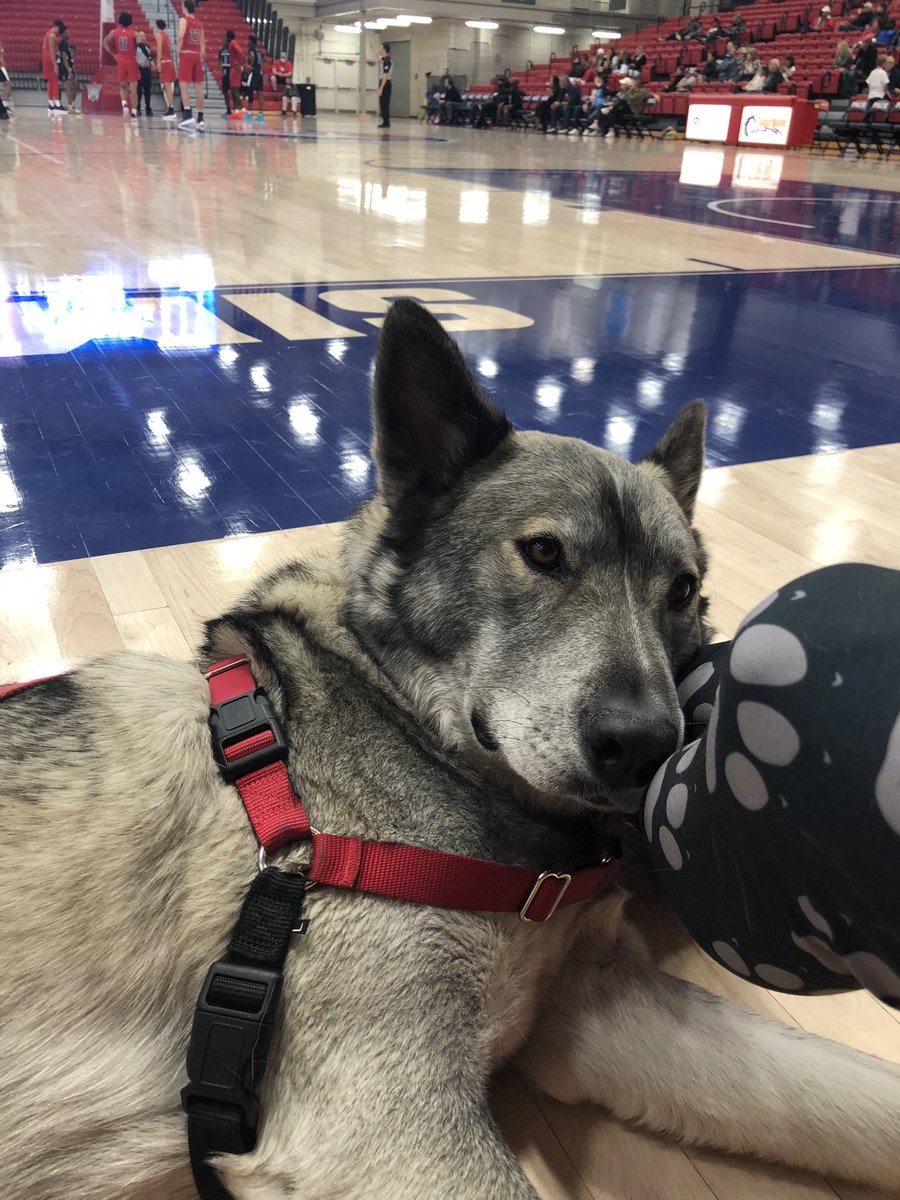 Carol Rickman (@skidog2tundra) on Twitter photo Way to Roch tonight <a href="/CSUPuebloWBB/">Colorado State University Pueblo WBB</a> #TeamTundraPack #MyPackRochs #Believe Way to Roch tonight <a href="/CSUPuebloWBB/">Colorado State University Pueblo WBB</a> #TeamTundraPack #MyPackRochs #Believe