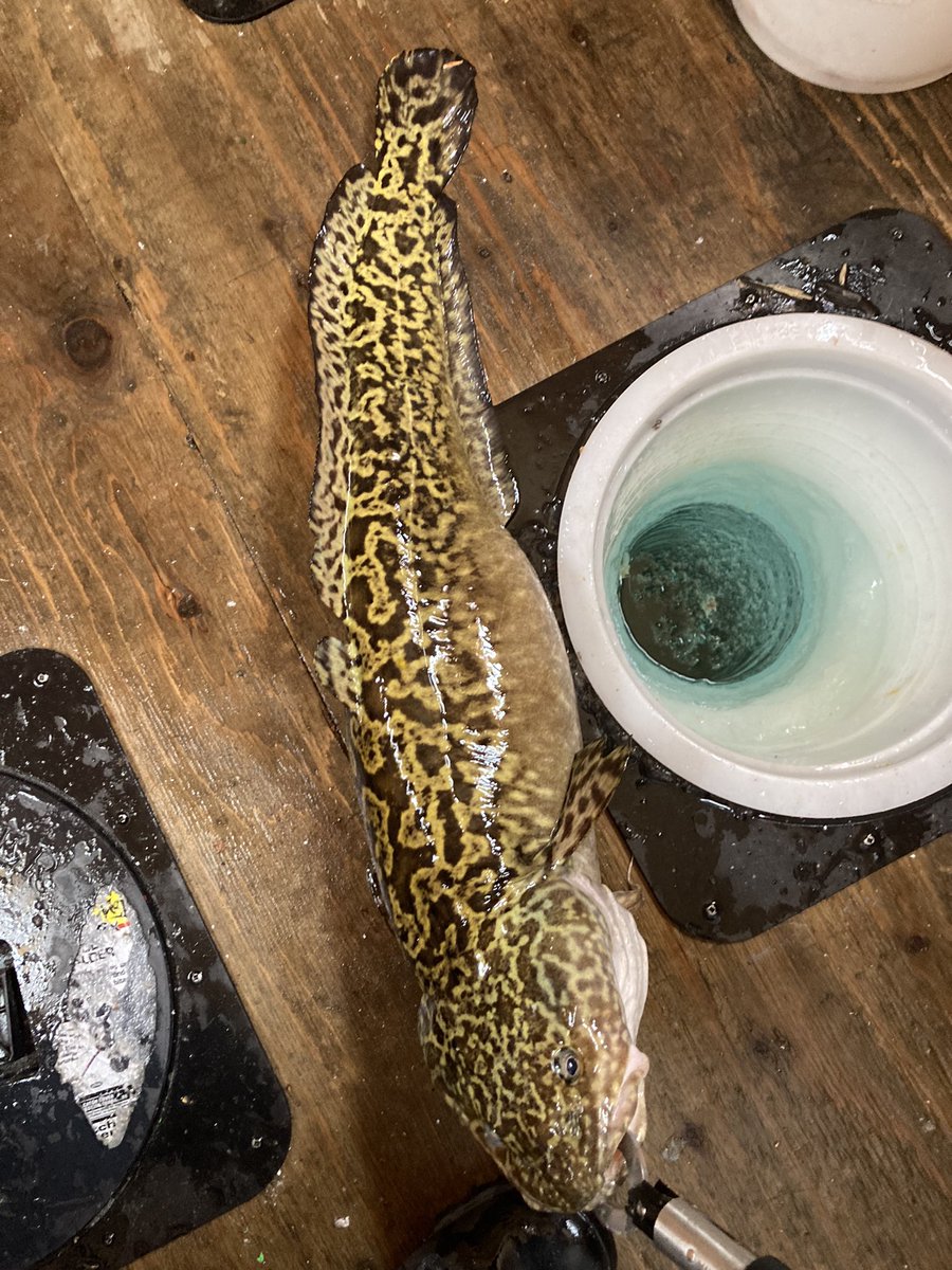 dustin_davis_'s tweet photo. Day well spent on the ice with the wife #ExplorSask #Candlelake π£ https://t.co/0HppMcr2ha