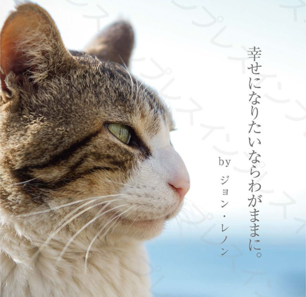 オープニング大セール】 ❤角がないから怪我の心配なし❣愛猫の