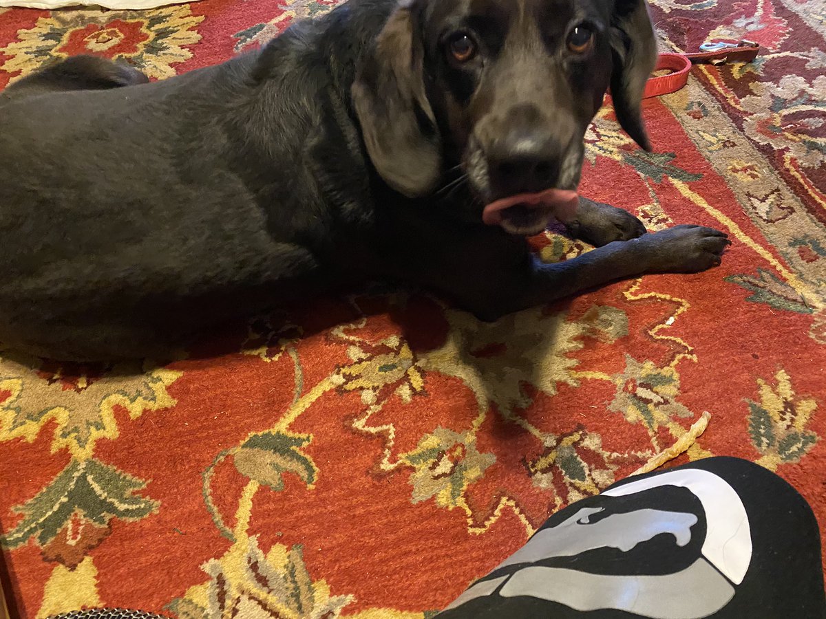DragonKidd512's tweet photo. @MaddieWGP My Doggo being the best boy ! https://t.co/wMXlBEZUTl