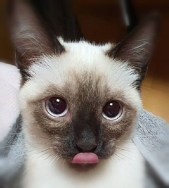 tensbellybutton's tweet photo. Top tier visuals of Idol’s pets industry https://t.co/9cMvwV68rb