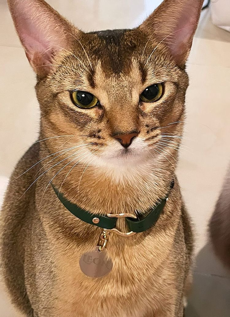 tensbellybutton's tweet photo. Top tier visuals of Idol’s pets industry https://t.co/9cMvwV68rb