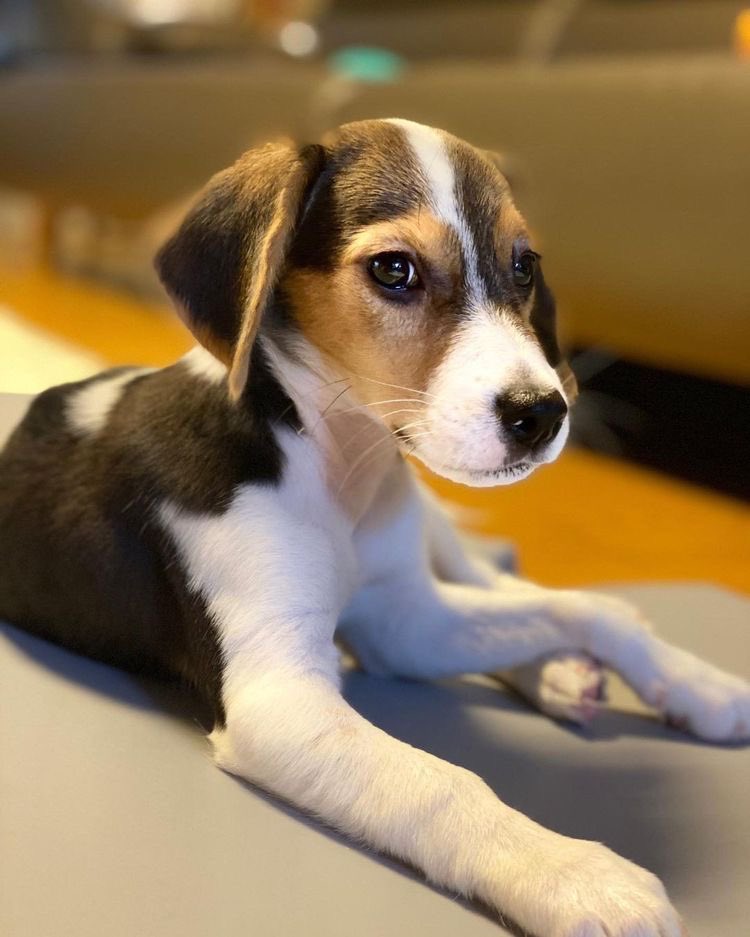 tensbellybutton's tweet photo. Top tier visuals of Idol’s pets industry https://t.co/9cMvwV68rb
