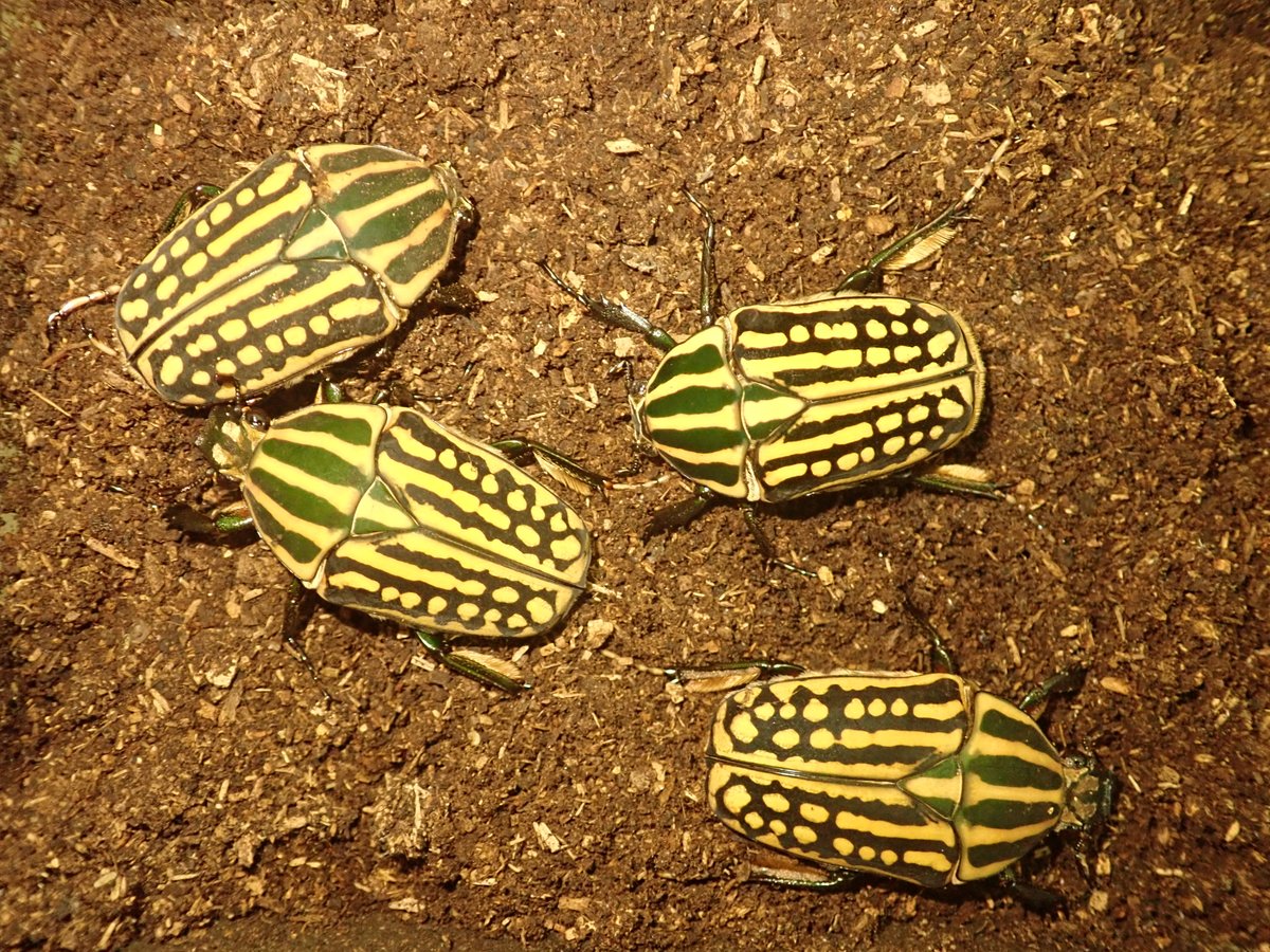 オーベルチュールオオツノカナブンとミイロオオツノカナブンが羽化しま