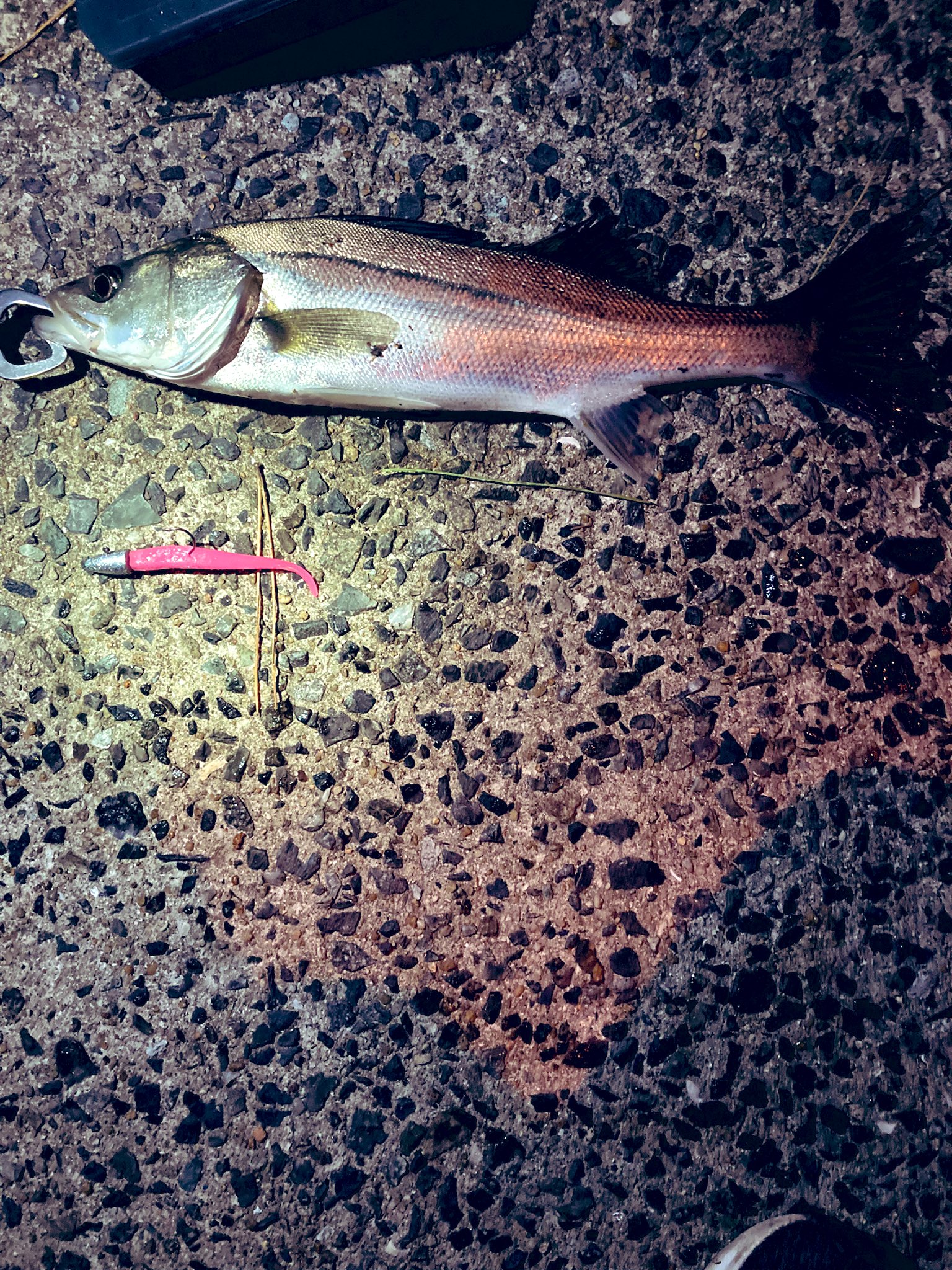 福岡大学海釣りサークル ミドルアッパーでシーバス釣り Daiwa ミドルアッパー 春から福大 春から福岡大学 福岡大学 福大 福大サークル 福岡大学サークル 釣り シーバス ルアー釣り T Co Dfelj5pxsa Twitter