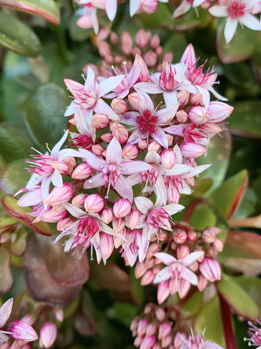 tobinosuke12's tweet photo. 💰のなる木
花が綺麗だったので一枚
#Crassula #ovata https://t.co/fMtAFD4PbK