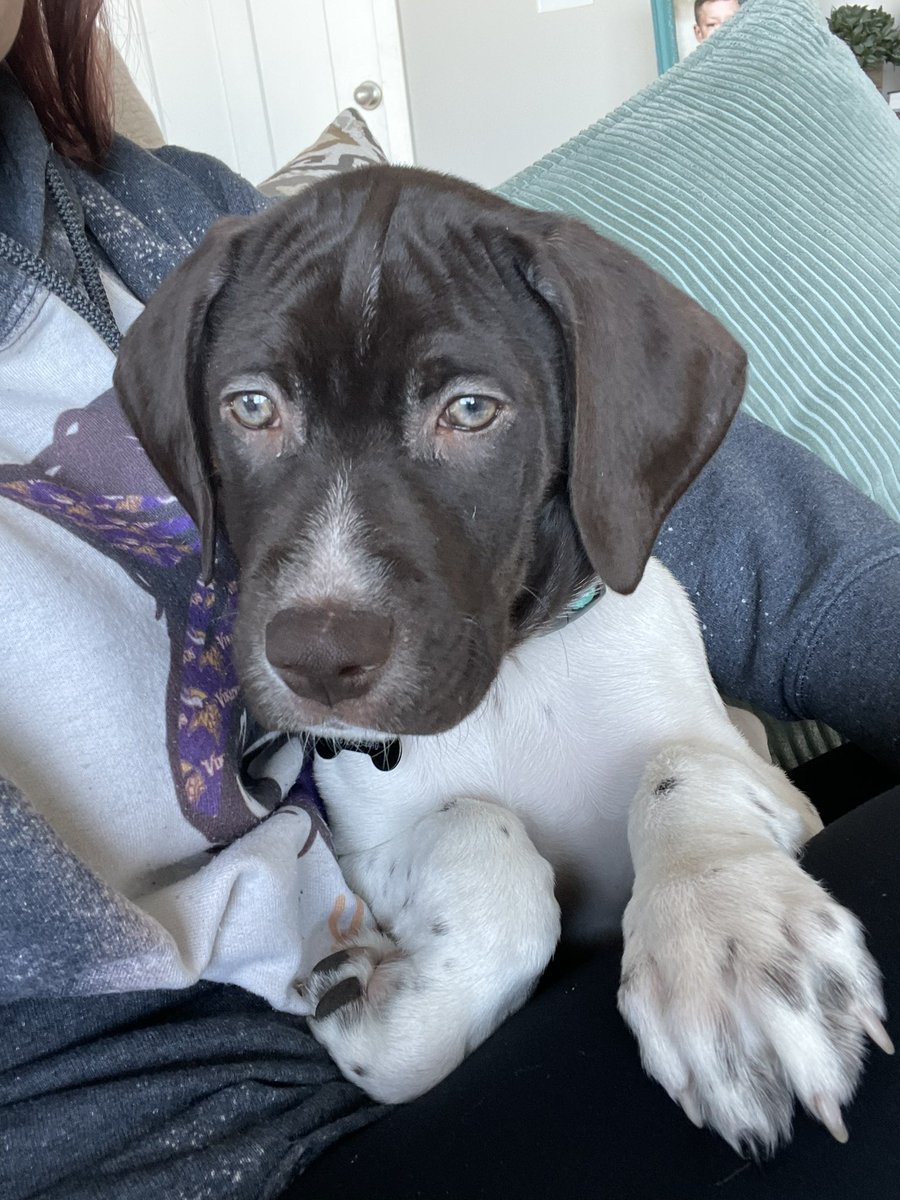 huntingmn2013's tweet photo. I feel like Chase needs to be in a dog food commercial or something. What a stud! #puppypunks #gsp https://t.co/BoY5YKcnL7