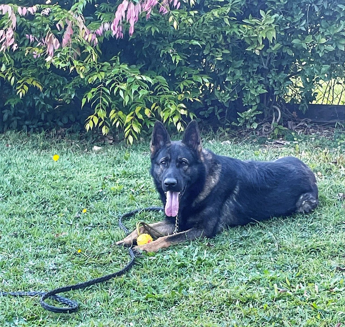 QldPolice's tweet photo. With heavy hearts, the search for PD Quizz will scale back this afternoon. We will continue to look for him &amp; appeal for those who have been around Redbank Plains this week to review any CCTV or dashcam footage.
Report any info to Policelink on 131 444.
🐾 https://t.co/pHL08SumeE https://t.co/vwnHaYSgW0