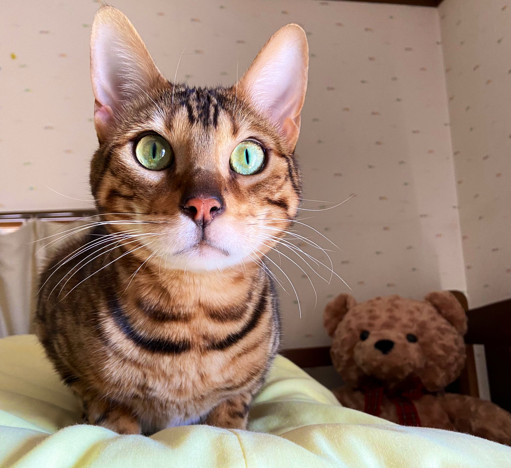 ベンガル猫の恋 れん Bengalnoren Twitter