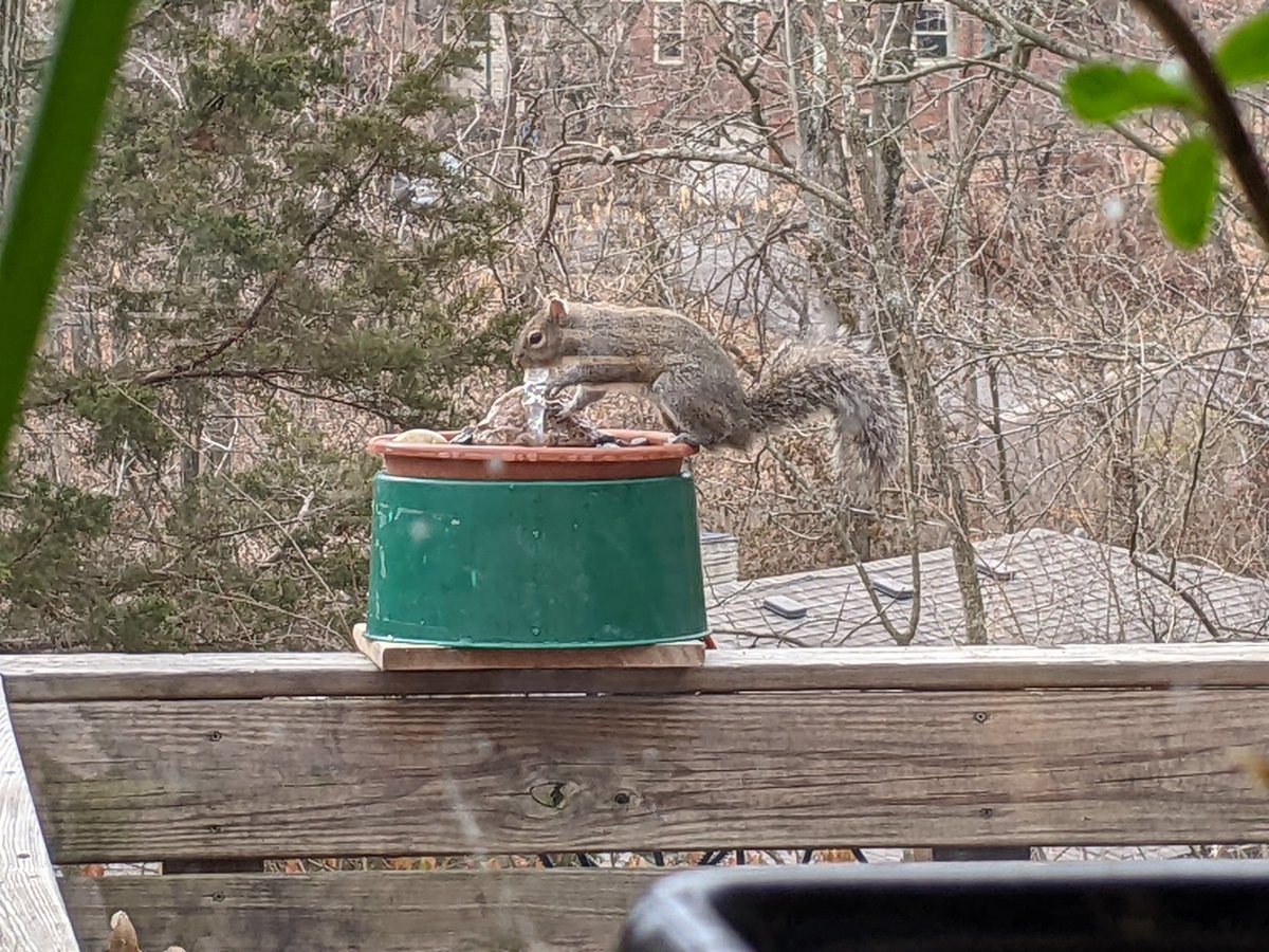 Squirrels are loving the fountain