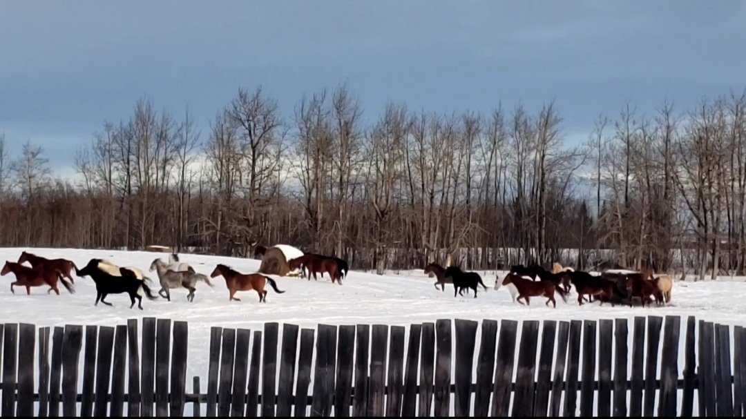 HTAFairview's tweet photo. The warm westerly winds were blowing today. I let the horses into the next feed paddock , they took off on the run, feeling pretty good on this warm day😉 https://t.co/X5mkMSolD8
