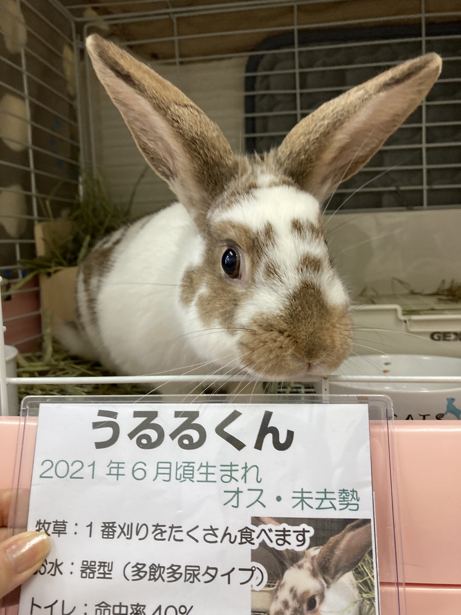 手作り雑貨と保護うさぎ Zakkatousagi Twitter