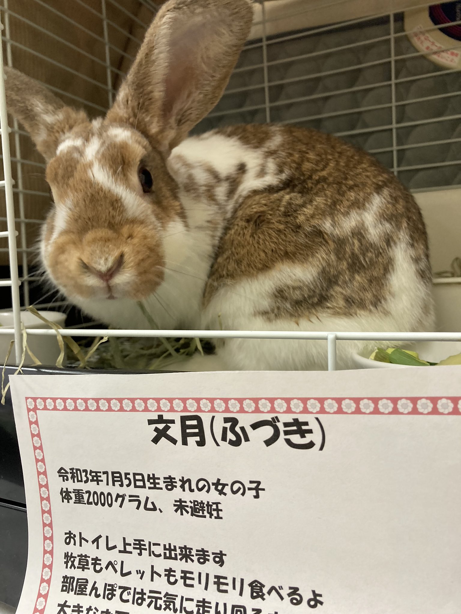 手作り雑貨と保護うさぎ Zakkatousagi Twitter