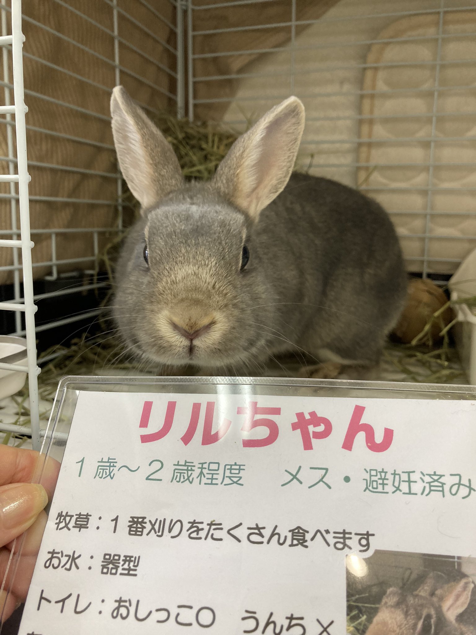 手作り雑貨と保護うさぎ Zakkatousagi Twitter