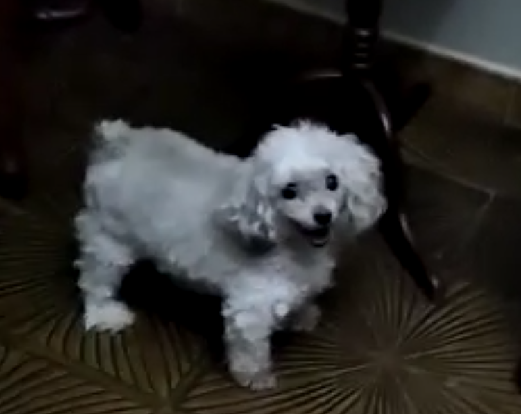gregoriolossen's tweet photo. Mili te vamos a extrañar. Fuiste una perrita especial muy alegre y amorosa . Te Recordaremos cada día Mili Milagro https://t.co/kVpwhFKw8Z