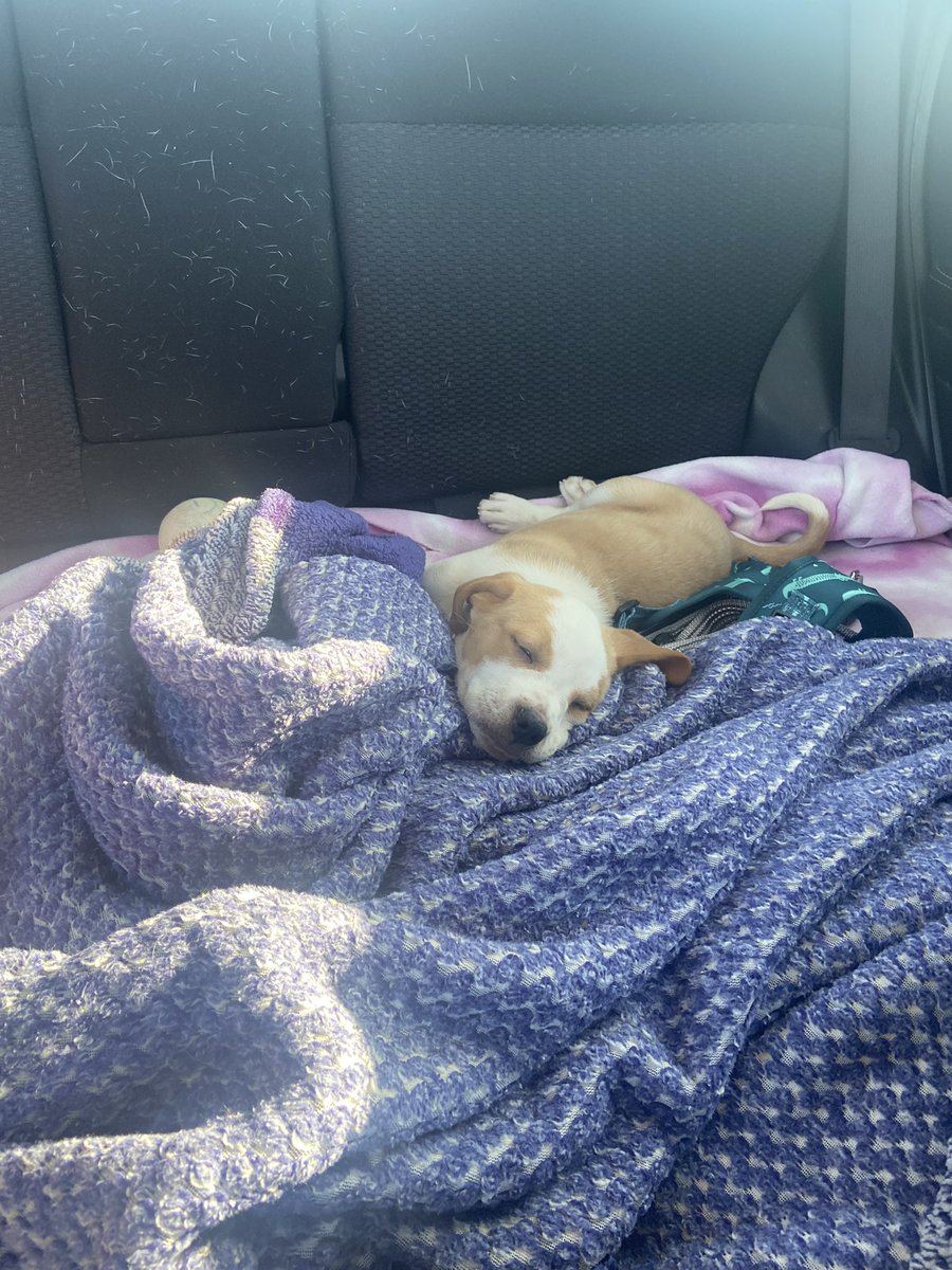 Luke Peterson tweet media