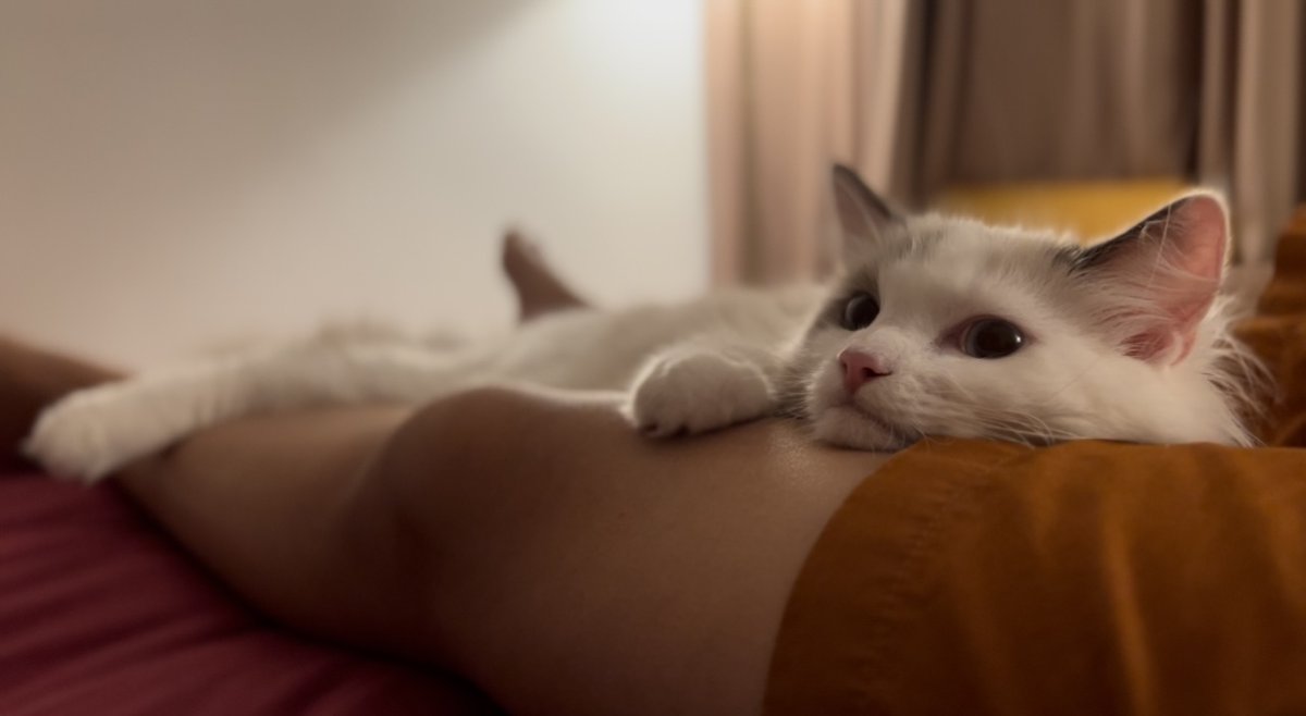 FirstCAT_web3 tweet picture
