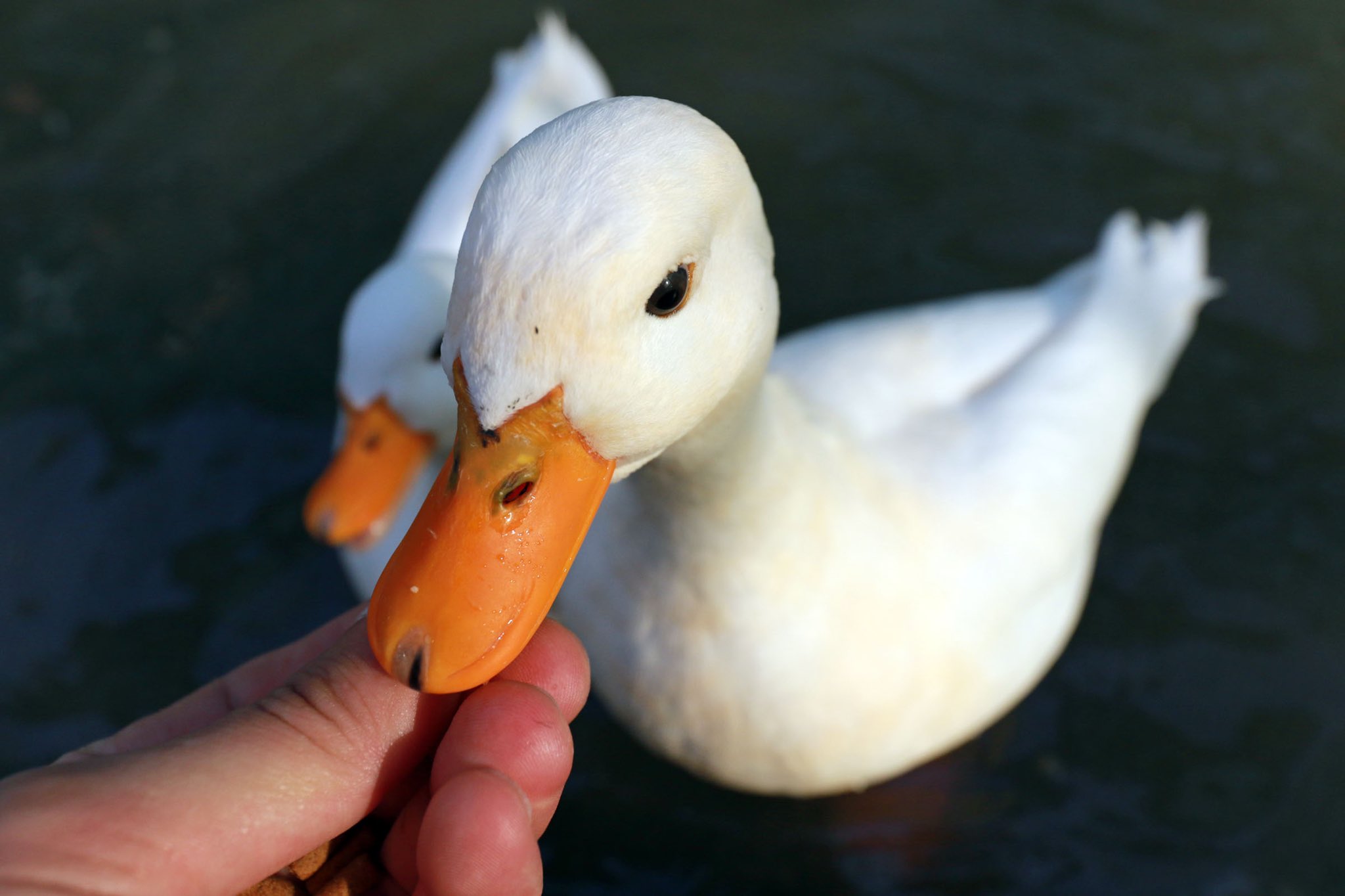 富士花鳥園 コールダック のエサやりもおススメです 富士花鳥園 クラウドファンディング挑戦中 T Co Nwz0dyppnv Twitter