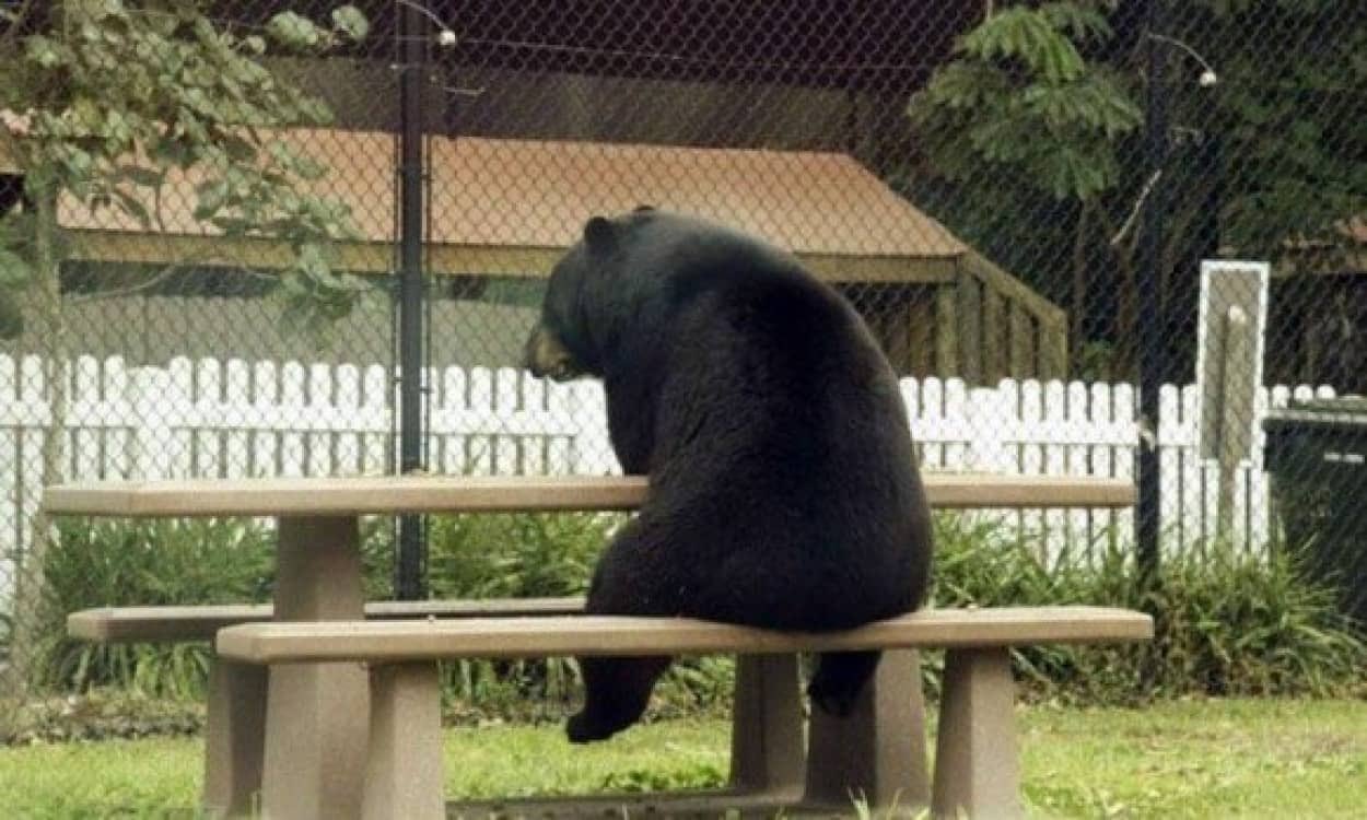 Terrifying moment bear lunges at woman who tries to take selfie with it