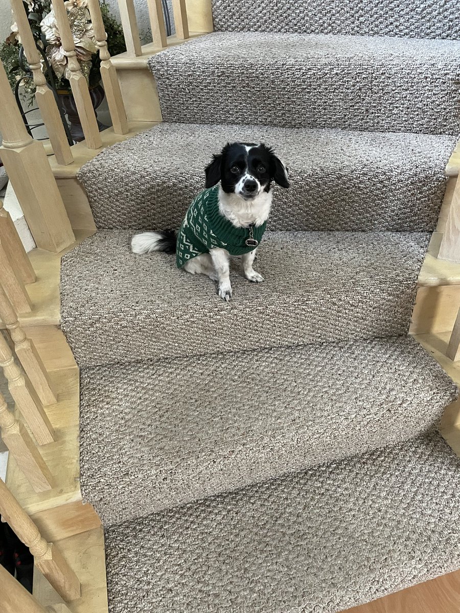 _eqvn's tweet photo. maya’s not allowed to go up the stairs anymore since she’s had surgery and look at this dummy’s guilty ass face LOL 🤣 https://t.co/wVh38rP1Br