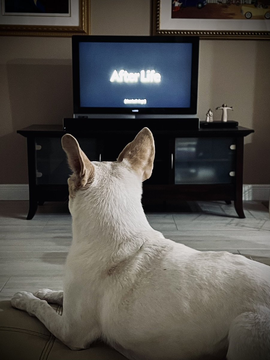 A dog can save your life. ❤️🐾 #AfterLife3 <a href="/rickygervais/">Ricky Gervais</a> @kerryfowler_ <a href="/missdianemorgan/">Diane Morgan</a> <a href="/MissJoHartley/">Jo Hartley</a> <a href="/tonypaulway/">Tony Way - Bloke Off The Telly (+ films)</a>