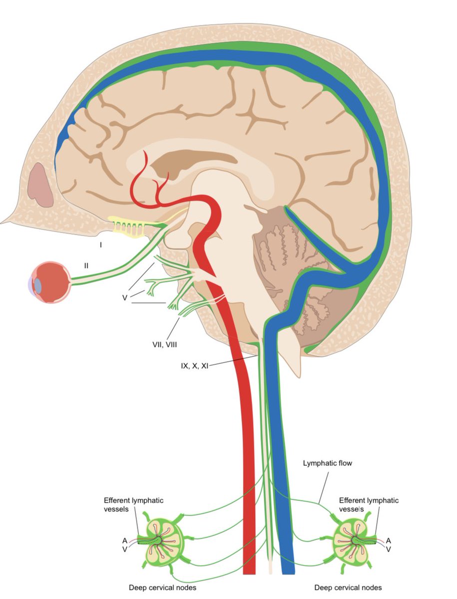 Non-invasive MR imaging of human brain lymphatic networks with connections to cervical lymph nodes nature.com/articles/s4146…