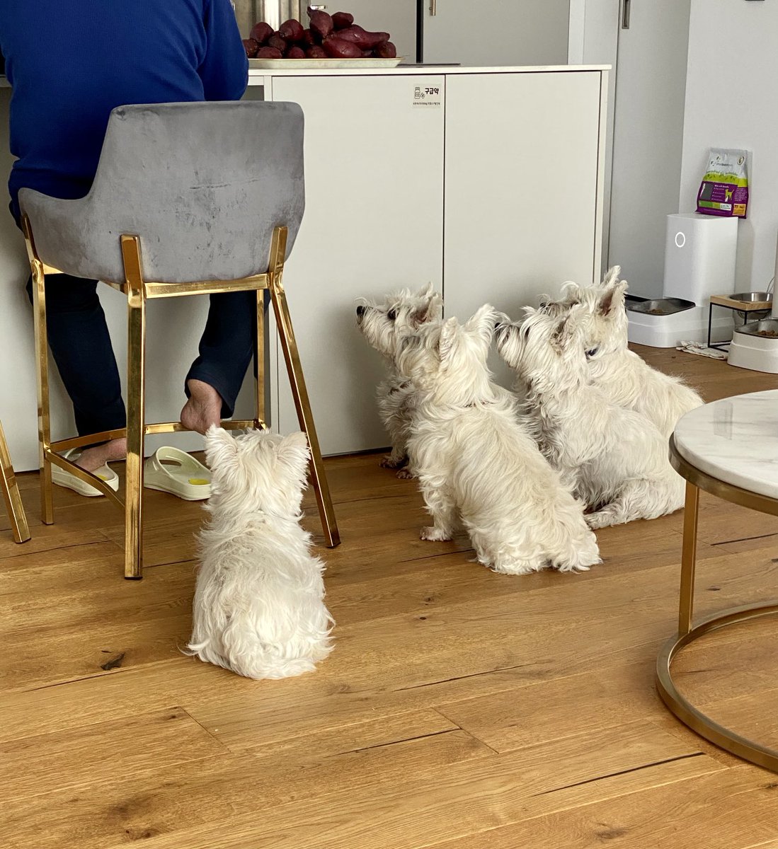 고구마 삶은 날…