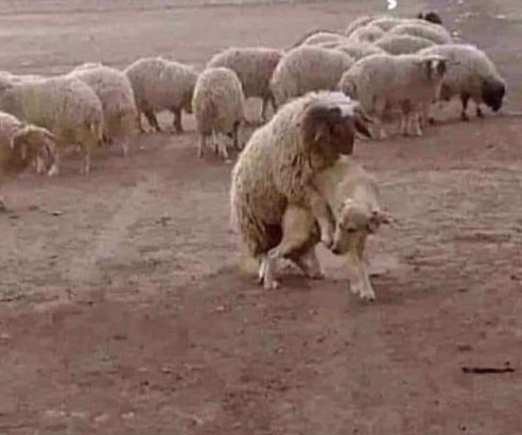 Zırtçi Elo tweet media