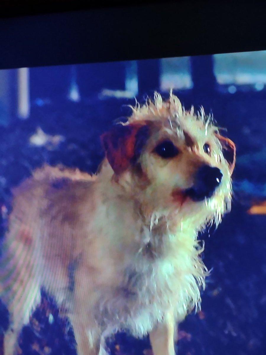 willgiants97's tweet photo. #sparky was in #Eternals  🐶🐶🤣🤣lol very cool #WandaVision  #MarvelStudios #ElizabethOlsen #emmachan https://t.co/shKIwhiuvs