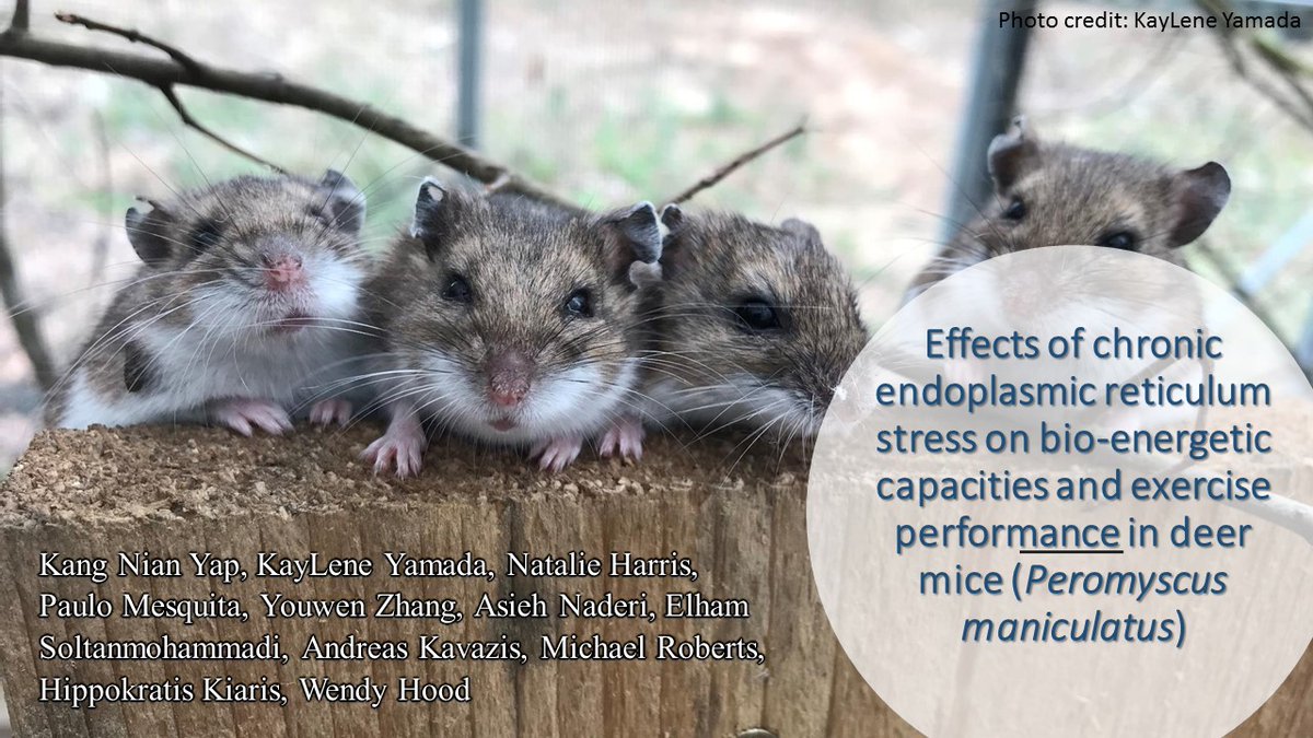 Tune in to my talk on endoplasmic reticulum stress and bio-energetics in deer mice @SICB+ #SICB2022 
Fun collaborative project with 
<a href="/phc_mesquita/">Paulo Mesquita, PhD</a> 
<a href="/Wendy_R_Hood/">Wendy Hood</a>
<a href="/DrMikeRoberts/">Mike Roberts</a>
<a href="/hkiaris1/">H. Kiaris</a>