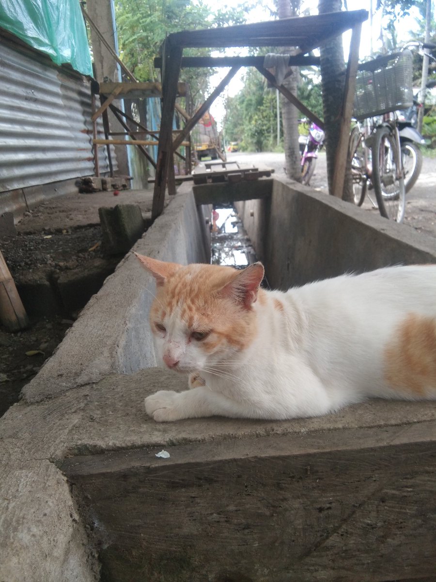 mingmangishers's tweet photo. miss ko na to 🐱😭❤ https://t.co/Z9aWKiHIDy