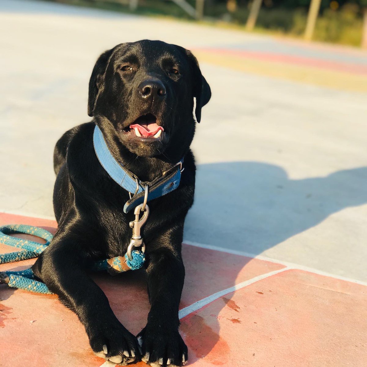 i loved you your whole life I will miss you for the rest of mine #blackie#missingyou🖤❤ #DogLife gone to soon.