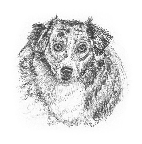 Molly. 
Commission. From a Christmas Gift Certificate. Waiting to hear if the client likes it.