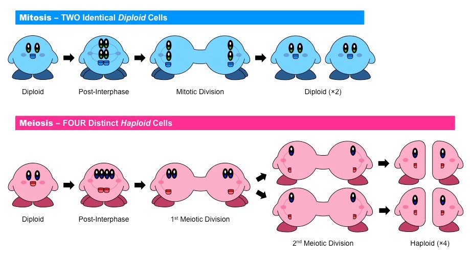 snakeymama's tweet photo. I am OBSESSED with Kirby mitosis &amp; meiosis! https://t.co/1UzQhpnwsI