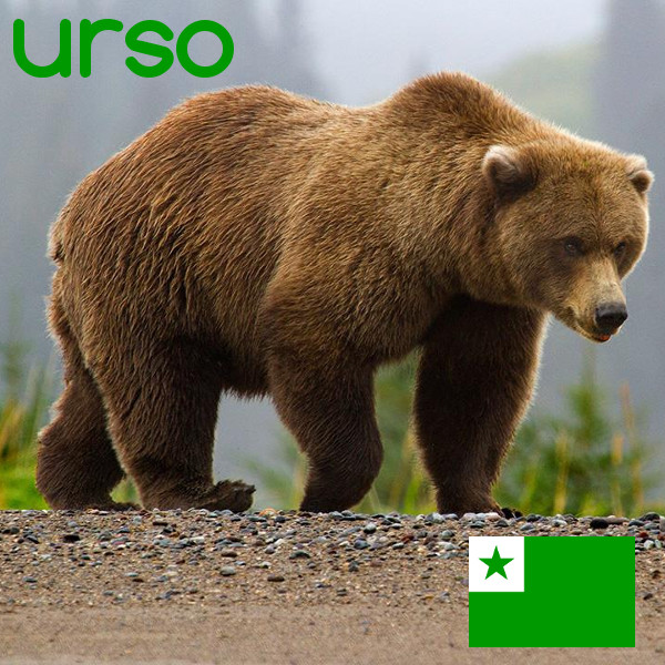 EsperantoVortoj's tweet photo. Urso #Esperanto #Vortoj https://t.co/S2FQKOKh6n