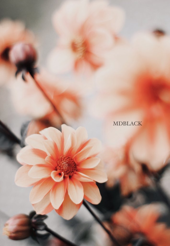 ｶﾏﾁヨな𝐓𝐬𝐮𝐛𝐚𝐬𝐚 𝐌𝐃𝐁𝐋𝐀𝐂𝐊春の花連投中 雲の形を見ることも 花の言葉も この胸の奥の痛みも 教えてくれたのは君だった 今日も風が花を揺らす 君がいつもそばにいる キリトリセカイ ポエム Dahlia Photography Flower 遠恋