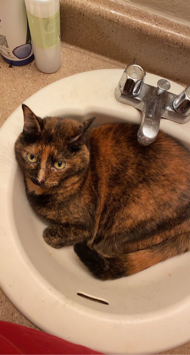 ccaitlynriley's tweet photo. Garfield: A Tail of Two Kitties
(2006) https://t.co/NOHYoj4KtB