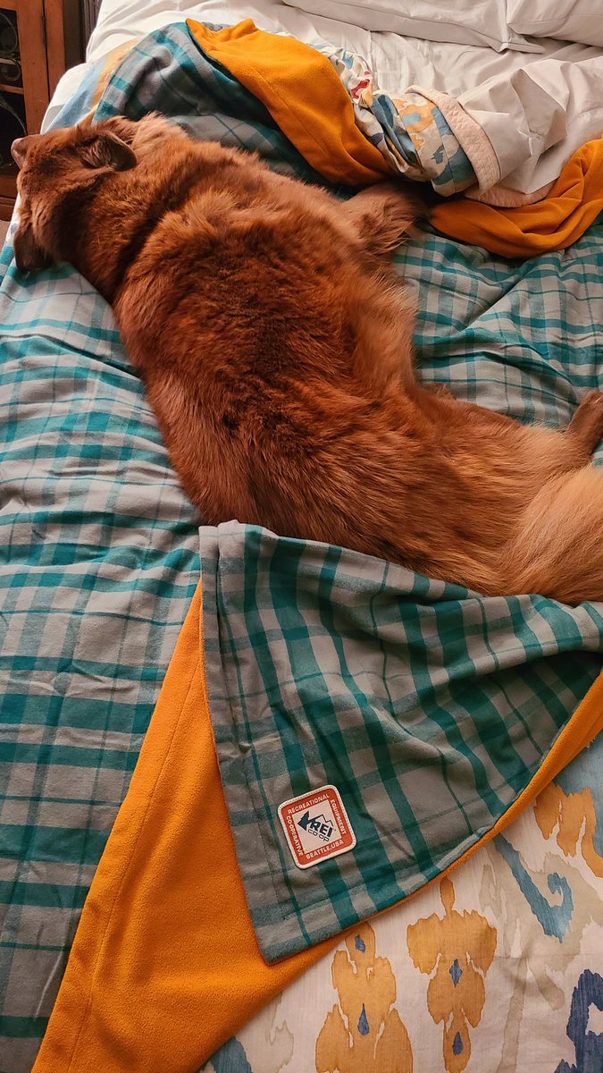 edwardgoodwin's tweet photo. This @REI blanket is Doggo approved. Where will I sleep? #SnuggleBear https://t.co/2vhlozUx7t