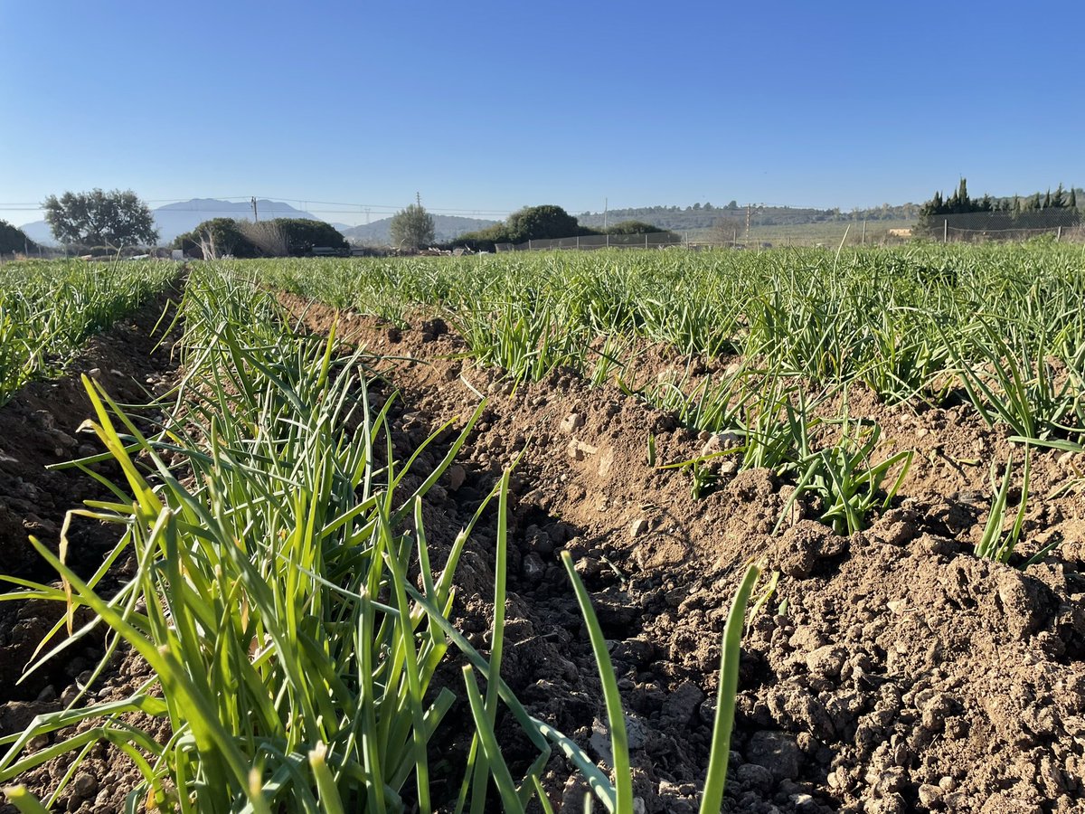 Temps de carxofes, calçots i cítrics. Tot de collita pròpia.