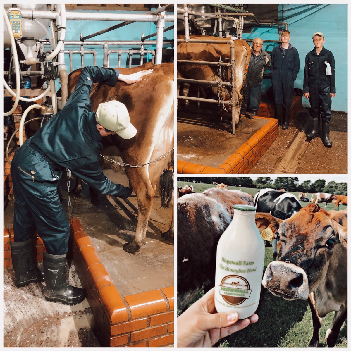 HopewallD's tweet photo. Saturday night milking saw Jack from Wilmslow, completing the Milking Experience πππ
Jack wants to go into farming so this was a great event for him in which he did very well πͺπ» #poynton #adlington #dairyfarm #rawmilk #CHESHIRE #milkinglass #milkdelivery https://t.co/htdIvAPsqG