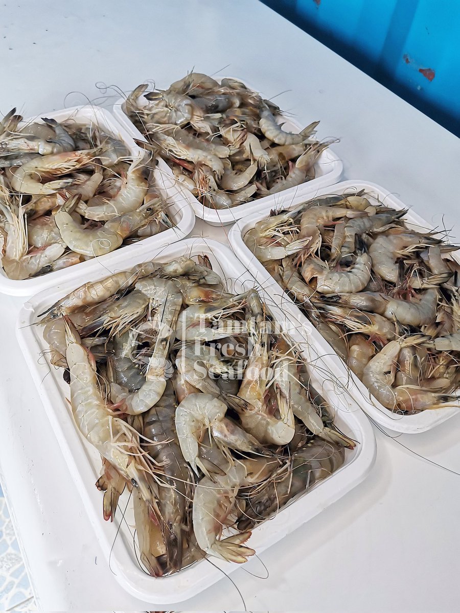 FishTamtam's tweet photo. Fresh Cocktail Queen Prawns available in Stock. Kes 1400 per Kg.
SPECIAL DISCOUNT Kes 2600 for 2kgs.
Order now via 0721639601
✅ We deliver at a small fee anywhere within Nairobi
✅ Peeled and deveined on request at no extra charge 👌🏾
#freshprawns #tamtamfreshfish https://t.co/aDRbOEOFzh