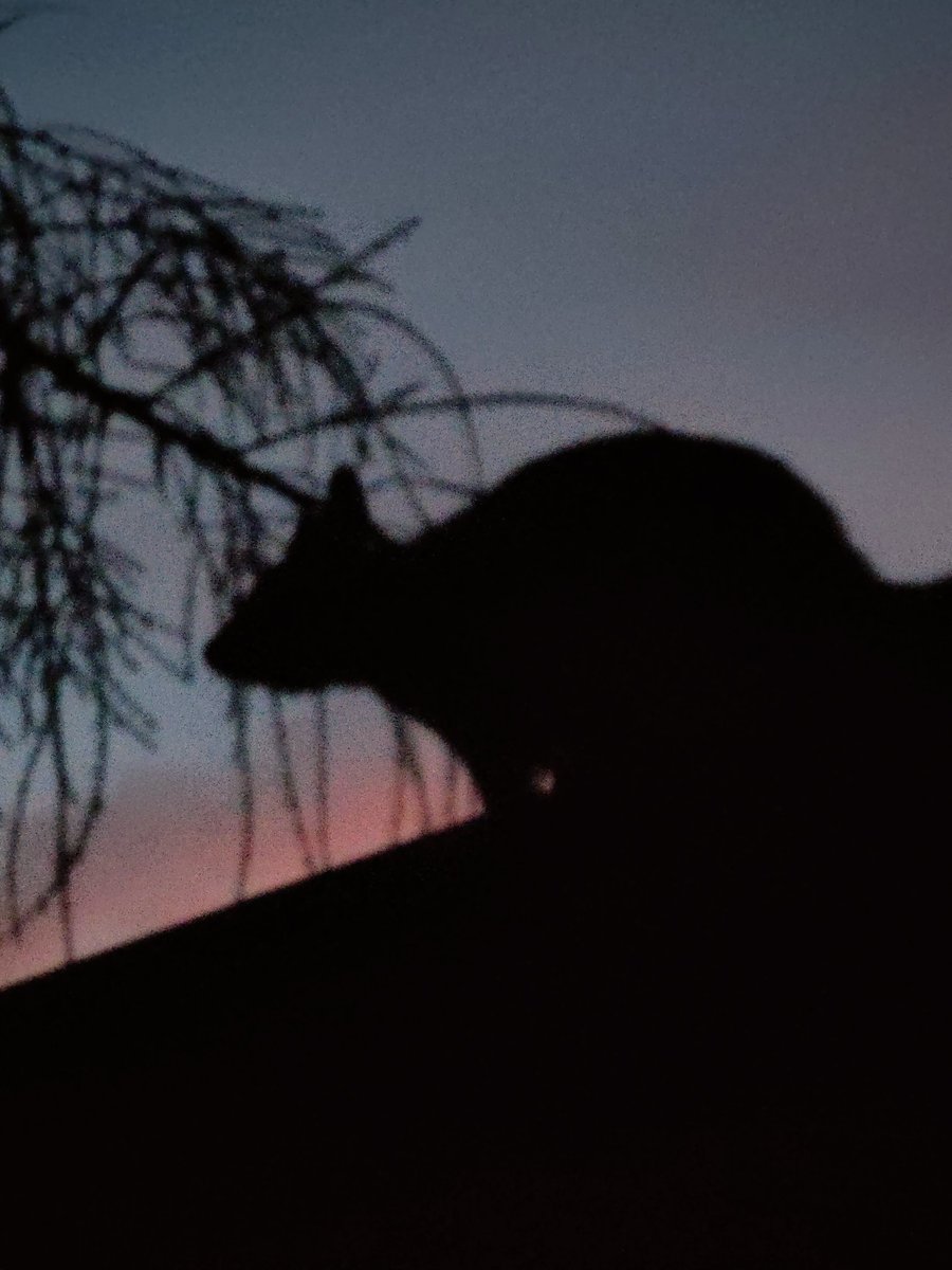 VintageBauer's tweet photo. There's a fvcking Elephant on the roof -- the HUGEST Possum I've ever seen.
And he's got a mate --
Staying in now -- the night is yours guys βοΈπ
#AussieBackyard https://t.co/ZzVsieSNol
