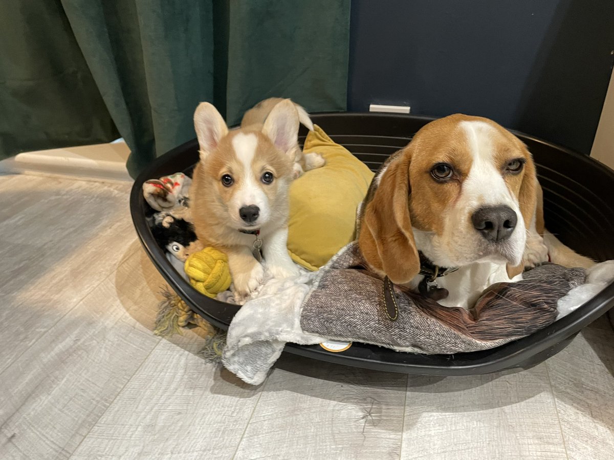 Bed invader!

#Beagle #Corgi #puppy #dogsoftwitter