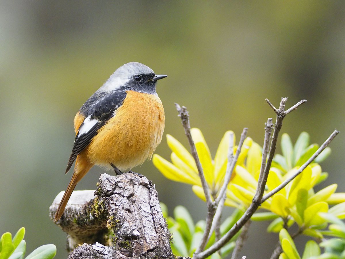 お立ち台に
ミカンが乗っていた🍊
#ジョウビタキ #野鳥 #野鳥観察 #bird https://t.co/O6duohF4Pt