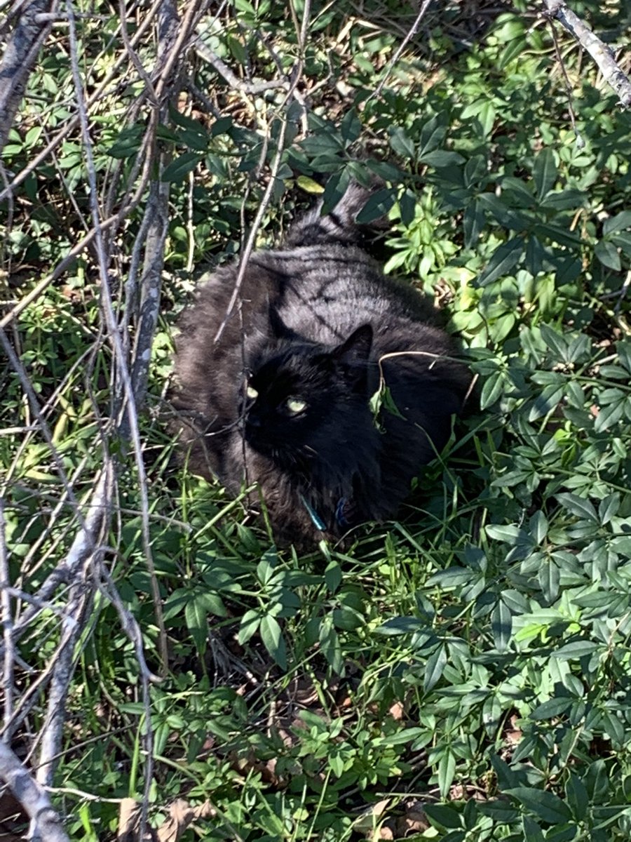 lizhewer's tweet photo. The princess looking majestic in the grass #CatsOfTwitter https://t.co/m9y7EcbeAZ