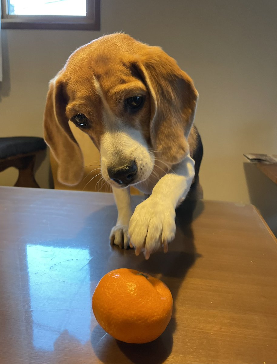 MerlotBeagle's tweet photo. want...!!!! 
#beagle #ビーグル https://t.co/m92HeHAXDt