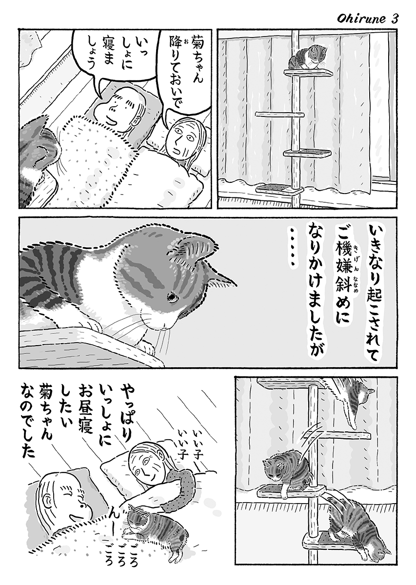 3ページ猫漫画「午後のご機嫌」 #猫の菊ちゃん 