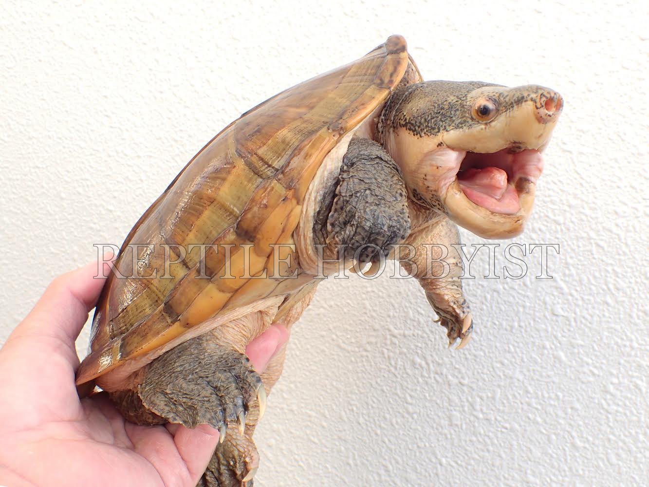 Reptile Hobbyist Reptilehobbyist Twitter