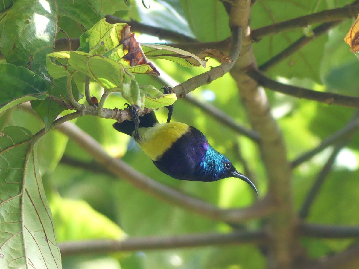 PhotosForTrees's tweet photo. A variable sunbird or yellow-bellied sunbird, #Cinnyris venustus hanging out in a #ficussur tree in Nairobi.
#BirdsSeenIn2022 #TreesSeenin2022 https://t.co/DTdZE5AOVH