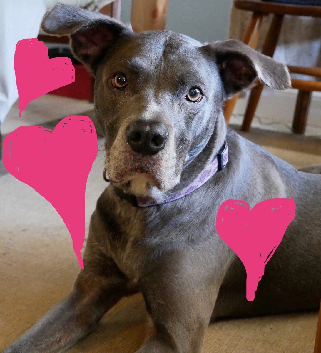 SharonLuthien's tweet photo. @garbage My Kinu is 10 1/2. When she gets excited, one of her ears folds over like a fortune cookie. Her fur is soft (her name is Japanese for “silk”) and she looks like pewter. https://t.co/4P9Jl8zyAu